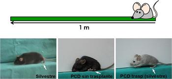 Montaje de imágenes con ratones: sano (izquierda), enfermo (centro) y enfermo con trasplante de médula ósea. Imagen: Incyl.