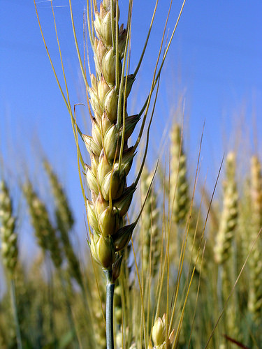Proponen un cultivo de triticale durante temporada invernal, un tipo de grano forrajero de altos rendimientos.