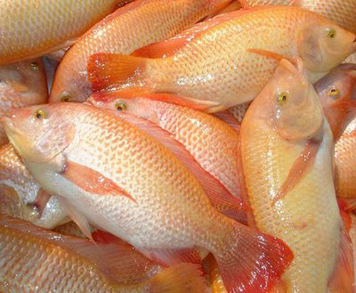 El Instituto de Ciencia y Tecnología de Alimentos desarrolló tres nuevos productos a base de pescado. FOTO: UN.