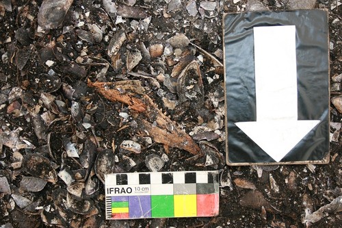 Mandíbula de un pez sierra (Thyrsites atun) identificada en uno de los yacimientos de Tierra del Fuego/María Bas/Lluís Cardona, UB-IRBio