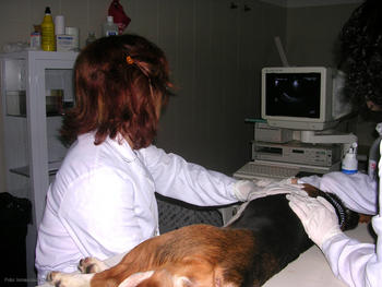 La investigadora Inmaculada Díez somete a una ecografía a un perro de la raza 'beagle'.