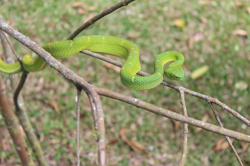 La serpiente B. lateralis. Foto: Jazmín Arias.