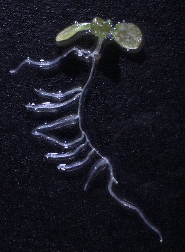 Plántula de Arabidopsis thaliana. Foto: Rosa Morcuende.
