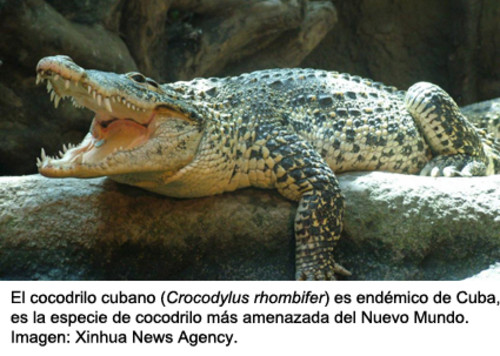 Cocodrilo cubano (Crocodylus rhombifer)/MNCN