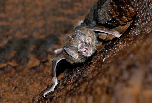 De las 116 especies de murciélagos que hay en Costa Rica, solamente una se alimenta de la sangre de los mamíferos/Marco Tschapka. 