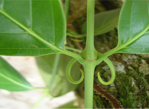 Planta 'Uncaria tomentosa', conocida de manera común como uña de gato./Vangeliq.petrova.