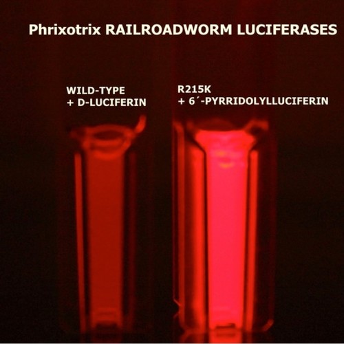 La imagen de la derecha muestra la bioluminiscencia más brillante que lograron los investigadores de la UFSCar/International Journal of Molecular Sciences
