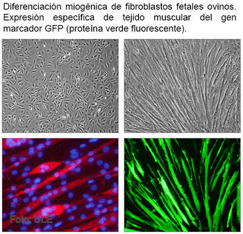 Diferenciación de fibroblastos fetales ovinos. 