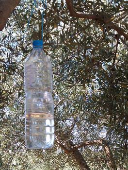 Botellas trampa para eliminar la mosca del olivo. Fuente: Soleae