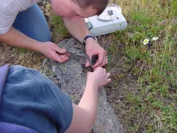 El investigador Joaquín Estévez mide un ejemplar capturado, que se suelta tras la medición.