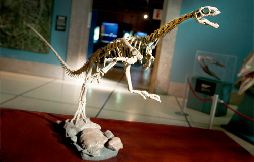 Reconstrucción del Chilesaurus diegosuarezi. FOTO: CONICET 
