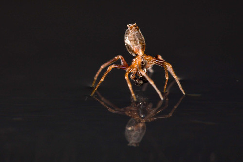 Araña en el agua. Foto: Alexander Hyde.