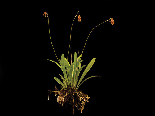 Orquídea/Specklinia tirimbina
