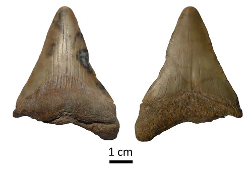Ilustración del diente encontrado de 'Carcharocles megalodon'/Gentileza investigadores.