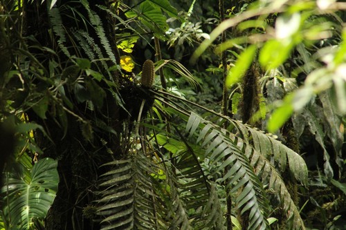 Zamia pseudoparasitica es la única especie de su género que crece sobre otros árboles, pero poco se sabe sobre cómo persiste en el dosel. Crédito: Pedro Luis Castillo, STRI