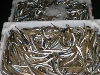 Cajas de pescado en la lonja Gallega (Foto:MEC)