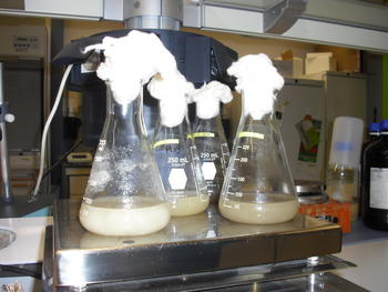 Pruebas de fermentación en el laboratorio de Cartif, proceso que se ha optimizado con la selección de cepas y la inmovilización de bacterias lácticas (FOTO: Cartif).