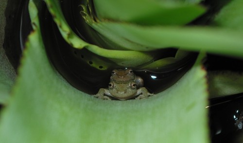 Las ranas empezaron a reproducirse en tierra para disminuir la competencia sexual Pareja de la especie de rana arborícola Scinax alcatraz desovando en agua acumulada en bromeliácea (foto: Kelly Zamudio).