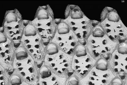 Primer plano de los zooides individuales de una colonia de Discoporella/STRI