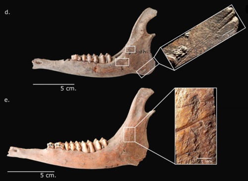 Las marcas que se hallaron en los huesos de venado eran producto de deshuesado por humanos, no por mordidas de roedores.