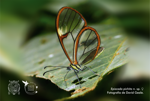 En la revista científica 'Tropical Lepidoptera Research', se describieron 12 nuevas especies y 3 subespecies de mariposas Ithomiini.