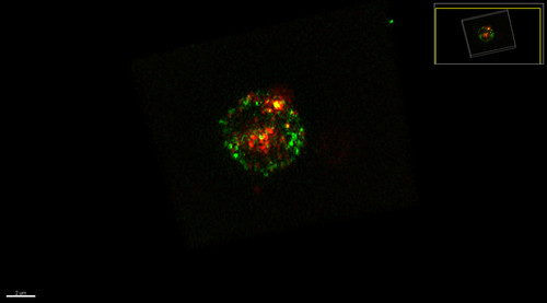 Distribución de MHC de clase II (en verde) y de CD80 (en rojo) sobre la superficie de un linfocito T./CSIC.