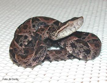 Ejemplar juvenil de la serpiente terciopelo ('Bathrops asper').