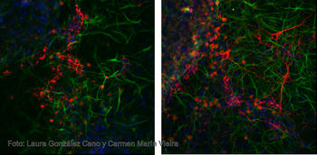 Comparación de neuroesferas entre ratones control (izquierda) y modificados, los KO, de 'p73'. En medio de diferenciación, a cinco días, los KO presentan más neuronas. En verde, astrocitos. 