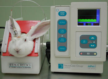 Uno de los conejos a los que se le administró el tratamiento (Ibiomed)