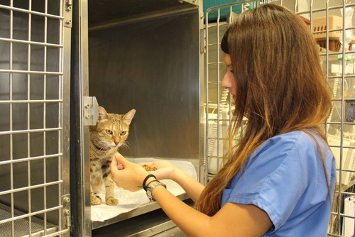 Una veterinaria atiende a un gato. FOTO: CEU-UCH