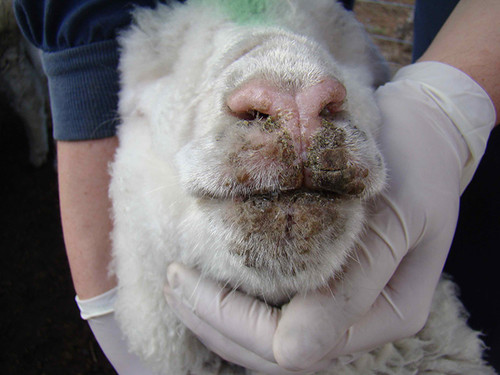 El virus analizado por los investigadores argentinos afecta principalmente a ovejas y cabras. Su estudio podría ayudar a desarrollar  vacunas y medicamentos. FOTO: INTA