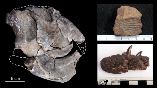 Cráneo de un arcosauromorfo (izq.), placa dorsal de un arcosaurio (der. arriba), y trozo de dentario de un arcosauriforme (der. abajo)