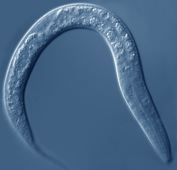 El gusano C. elegans. Foto: Celestino Santos.