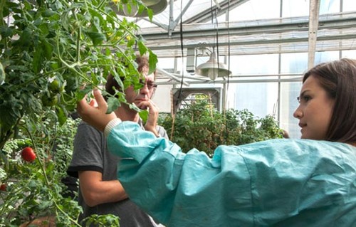 Investigadores del INTA-CONICET identificaron una proteína que permite duplicar el índice de cosecha en plantas de tomate en condiciones de laboratorio. Foto: Comunicaciones CICVyA – INTA Castelar.