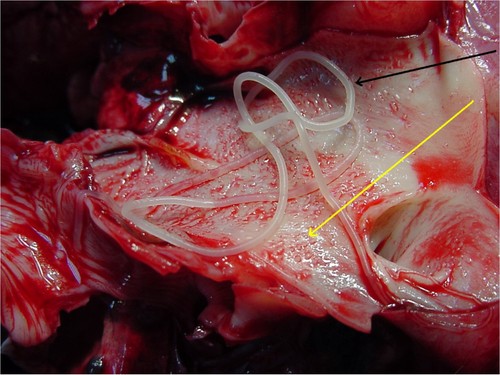 Arteria pulmonar de un perro con dirofilariosis, mostrando vellosidades intravasculares (flecha amarilla). La flecha negra indica la presencia de un verme adulto de Dirofilaria immitis. Imagen: Fernando Simón.