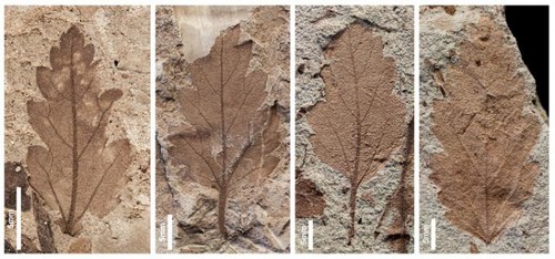 Algunos fósiles de hojas examinados/Elena Stiles