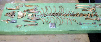 Esqueleto de un perro común, que data de hace 1.400 años, encontrado en el proyecto de túneles y cuevas de Teotihuacan.