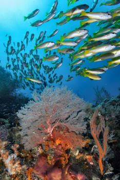 Arrecifes coralinos (FOTO: Cicese).