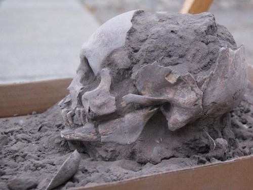 Cráneo hallado en Loma Atahualpa, Ecuador, 2018/FEFU