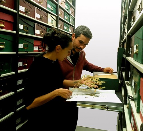 Los investigadores, en el herbario. Foto: BIOCONS.