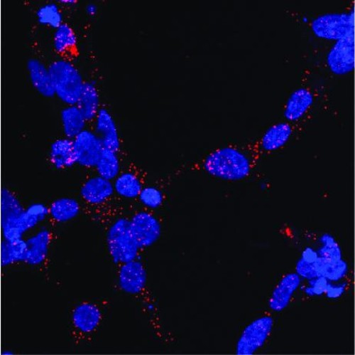 Interacción en las células entre el receptor de andrógenos y la chaperona Hsp70 (en rojo). En azul se muestran los núcleos de las células/Xavier Salvatella, IRB Barcelona