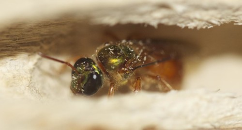 Las abejas del sudor (Megalopta genalis) viven dentro de ramas, ya sea solas (pueden ser solitarias) o en pequeños grupos/Callum Kingwell