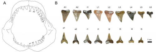 Conjunto de dientes de tiburón blanco actual y conjunto reconstruido de dientes de un gran tiburón blanco fósil/©Jaime Villafaña/Juergen Kriwet