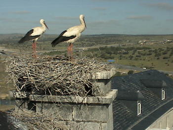 Las cigüeñas instaladas en el tejado de la Universidad Católica, en su nido.