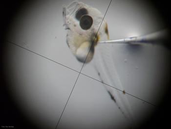 Imagen de microscopía en la que se realiza una microinyección a un ejemplar de 'nibe croacker'. 