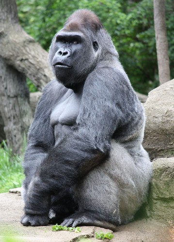 Gorila occidental de tierras bajas (Gorilla gorilla gorilla). Foto: Ltshears.