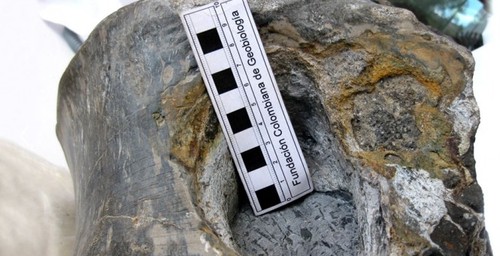 Restos de Padillasaurus leivaensis. Foto: gentileza investigadores.