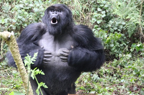 Gorila. Foto: Dian Fossey Gorilla Fund International.