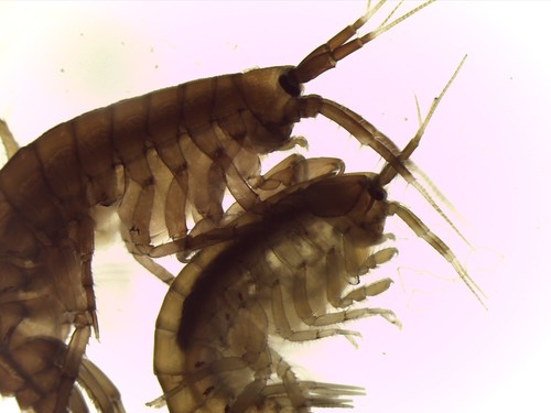 La especie marina Gammarus locusta. / Hilke Alberts-Hubatsch.