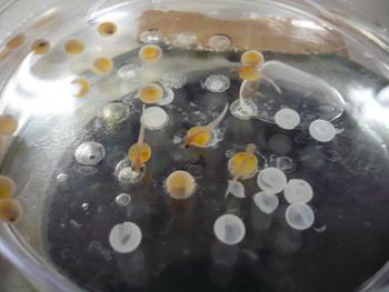 Huevos de donantes de trucha común abiertos para extraer el material genético que se trasplantará a receptores de otra especie. 